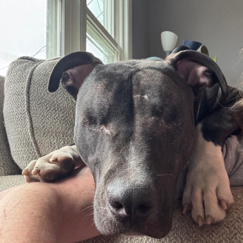 Enlarge Wonder, a Adoptable mixed breed in Fairmont, WV image 5/6