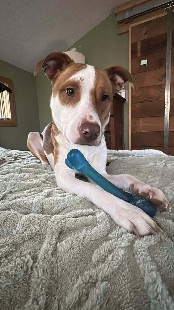 Cane, Adoptable, Adult Male Pit Bull Terrier.