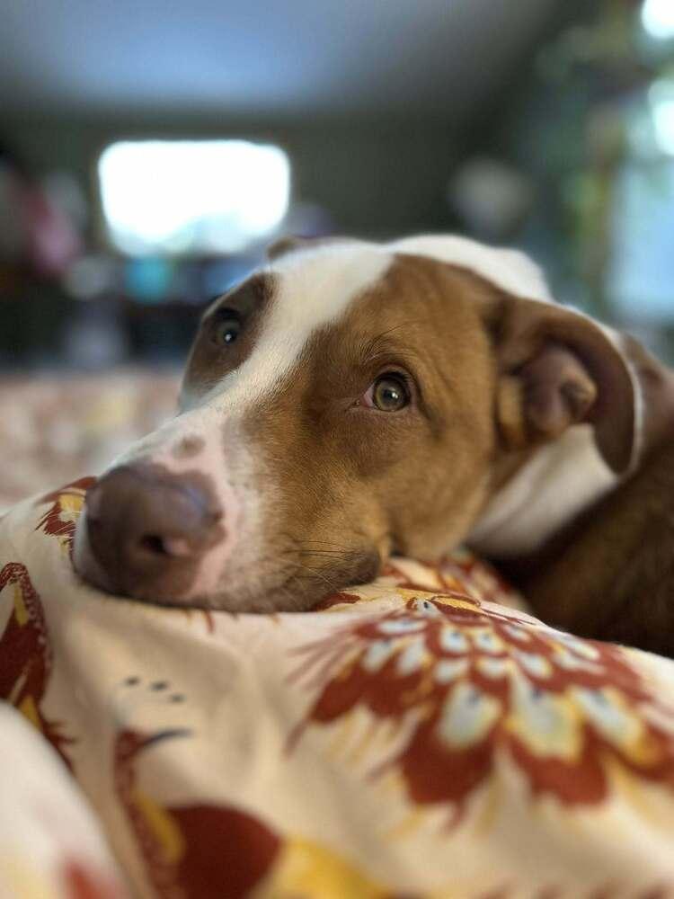 Enlarge Cane, a Adoptable Pit Bull Terrier in New York, NY image 2/3