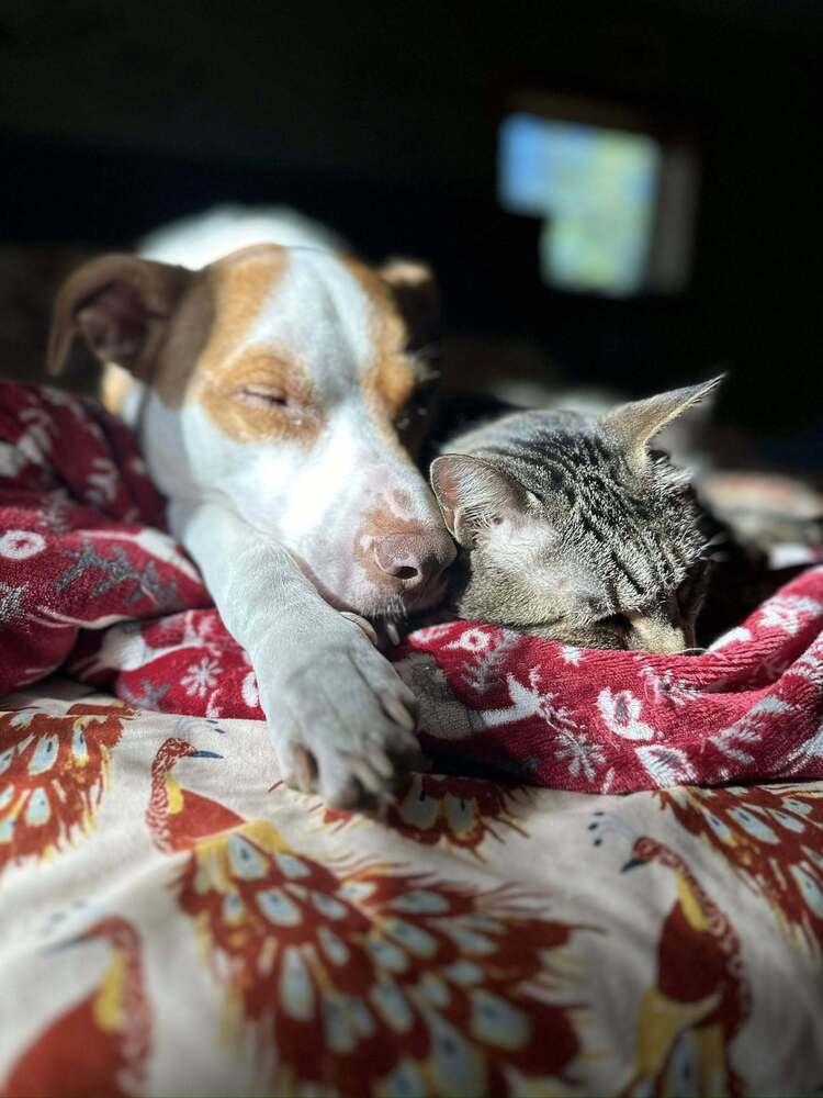 Enlarge Cane, a Adoptable Pit Bull Terrier in New York, NY image 3/3