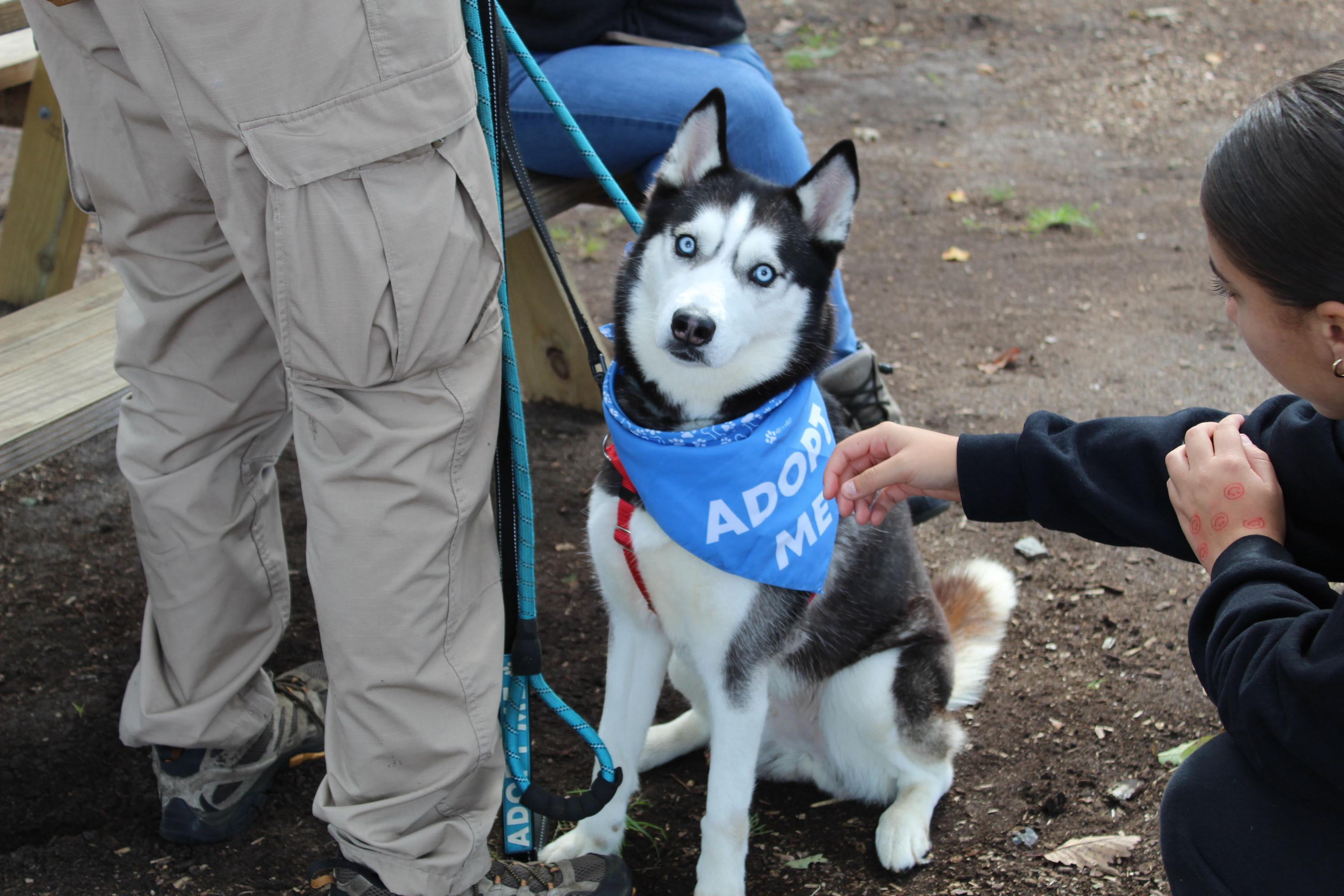 Enlarge Lassie, a Adopted Husky in farmingdale, NJ image 1/2