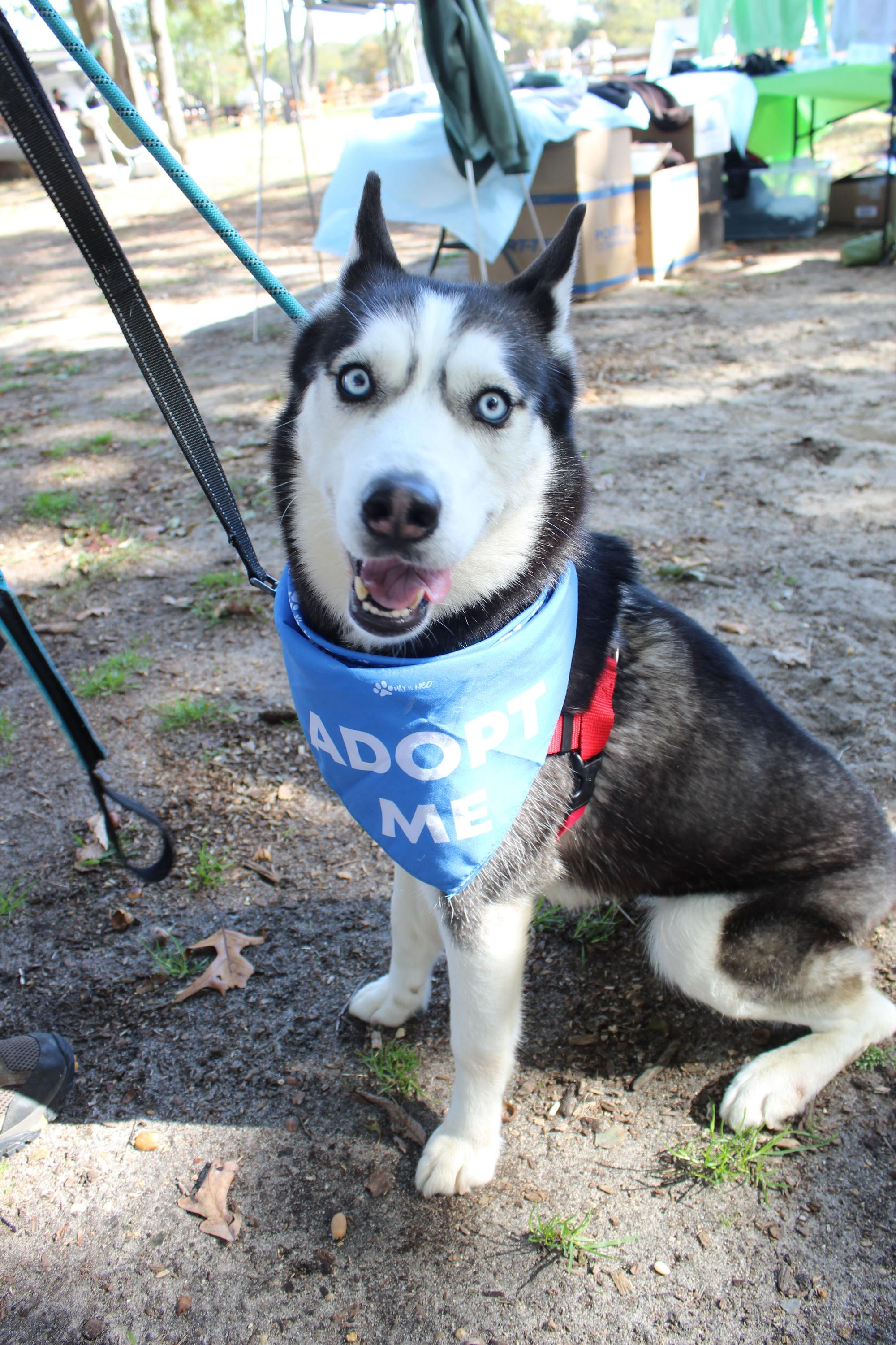 Enlarge Lassie, a Adopted Husky in farmingdale, NJ image 2/2