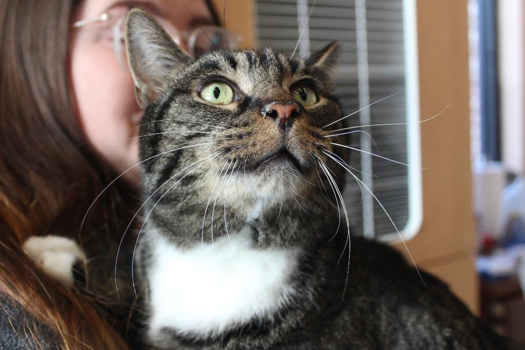 Enlarge Meatball Sub, an adopted Domestic Short Hair in Chestertown, MD image 2/3