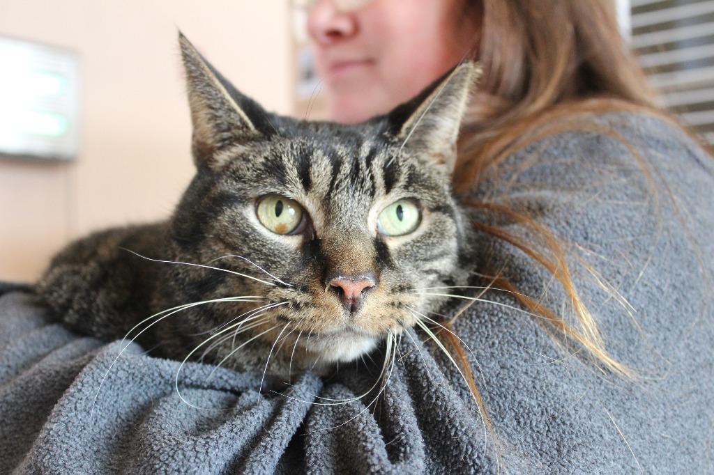 Enlarge Meatball Sub, an adopted Domestic Short Hair in Chestertown, MD image 1/3