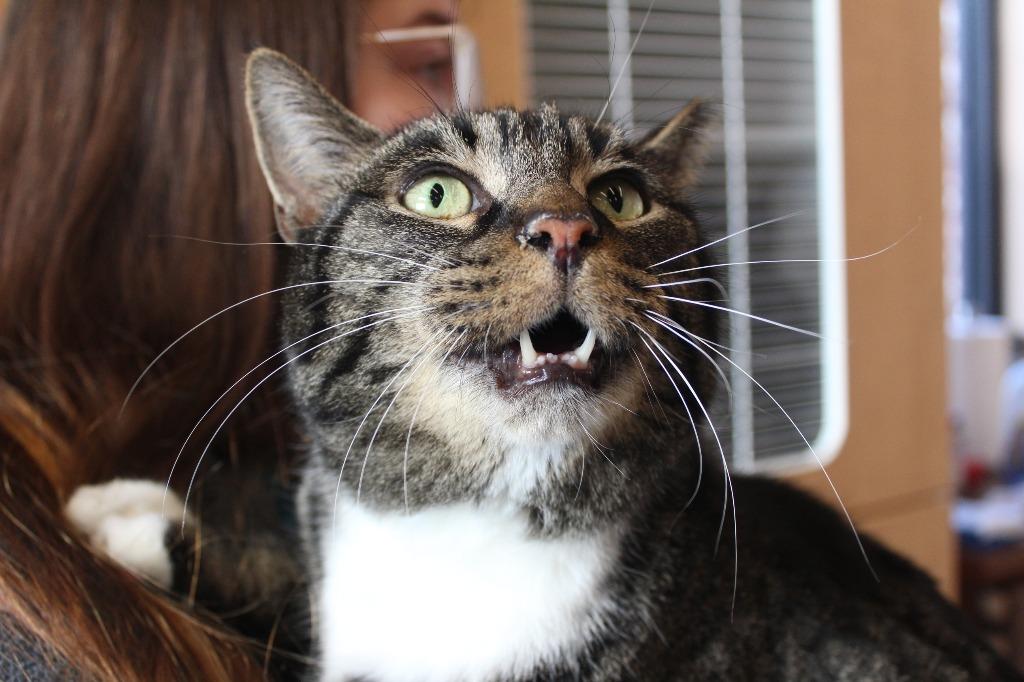 Enlarge Meatball Sub, an adopted Domestic Short Hair in Chestertown, MD image 3/3