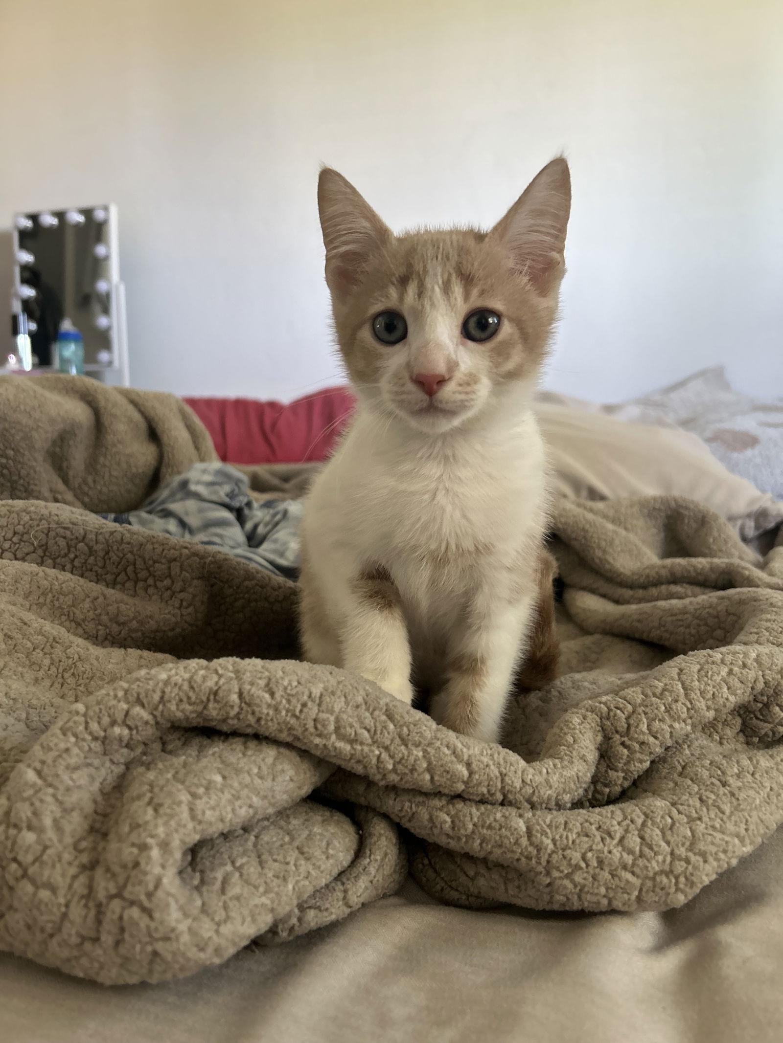 Mocha, Adopted, Kitten Male Domestic Short Hair.