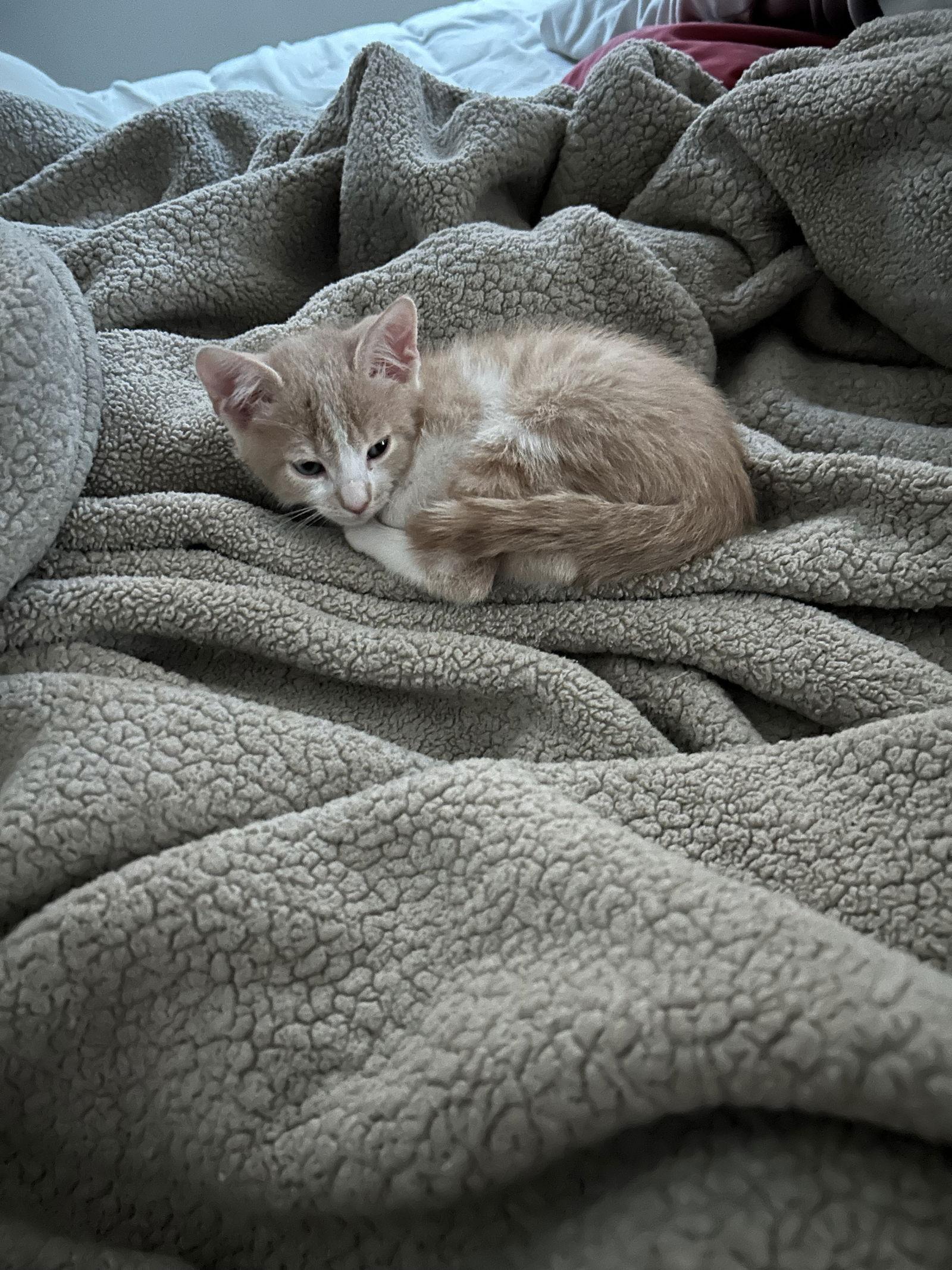 Enlarge Mocha, a Adopted Domestic Short Hair in Naples, FL image 2/3