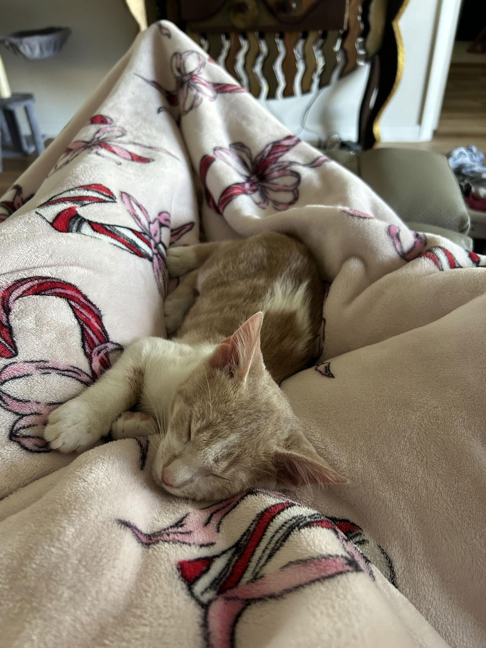 Enlarge Mocha, a Adopted Domestic Short Hair in Naples, FL image 3/3