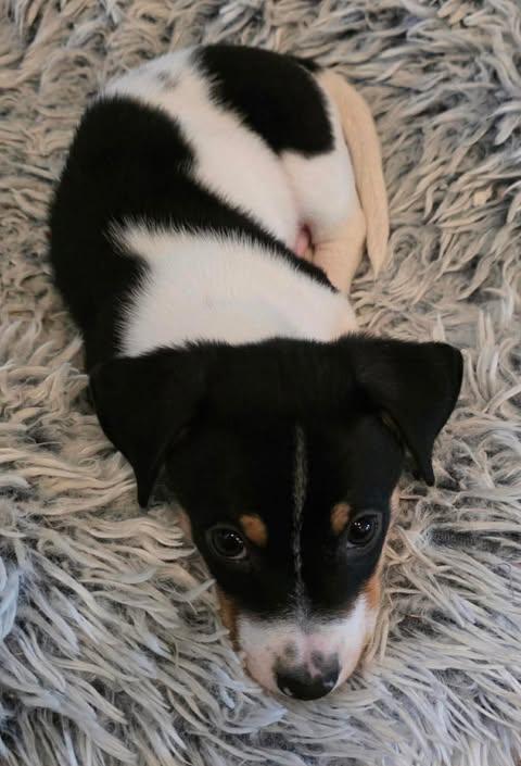 Enlarge Mocha, an adopted Dachshund in Austin , TX image 2/6