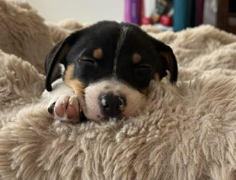 Enlarge Mocha, an adopted Dachshund in Austin , TX image 4/6