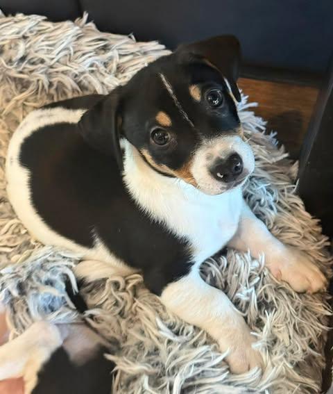 Mocha, adopted, Puppy Male Dachshund.