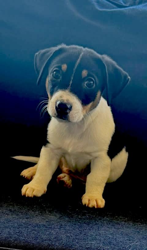 Enlarge Mocha, an adopted Dachshund in Austin , TX image 3/6