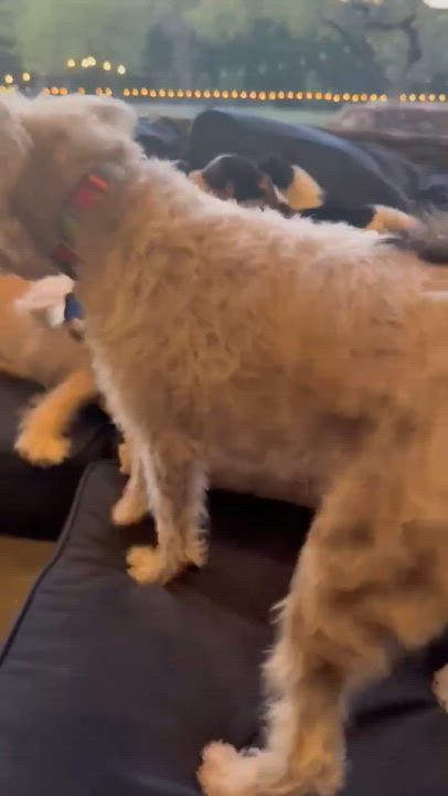 Enlarge Mocha, an adopted Dachshund in Austin , TX video 6/6