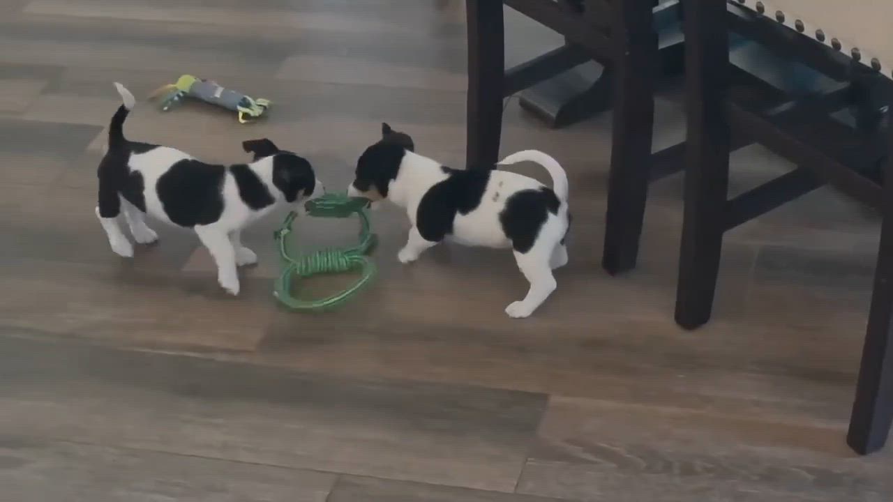 Enlarge Mocha, an adopted Dachshund in Austin , TX video 5/6