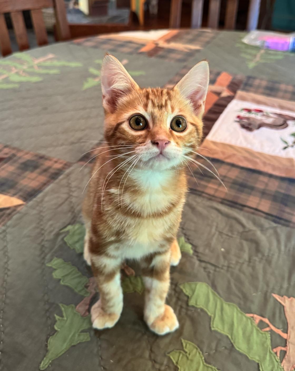 Enlarge Stamp, an adopted Domestic Medium Hair in Emeryville, CA image 3/3
