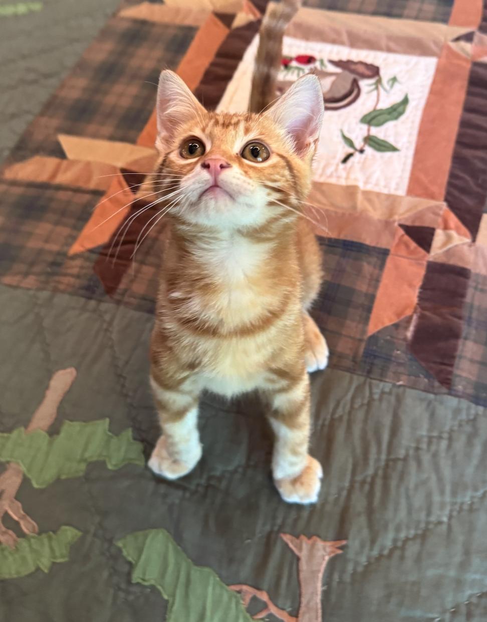 Enlarge Stamp, an adopted Domestic Medium Hair in Emeryville, CA image 2/3