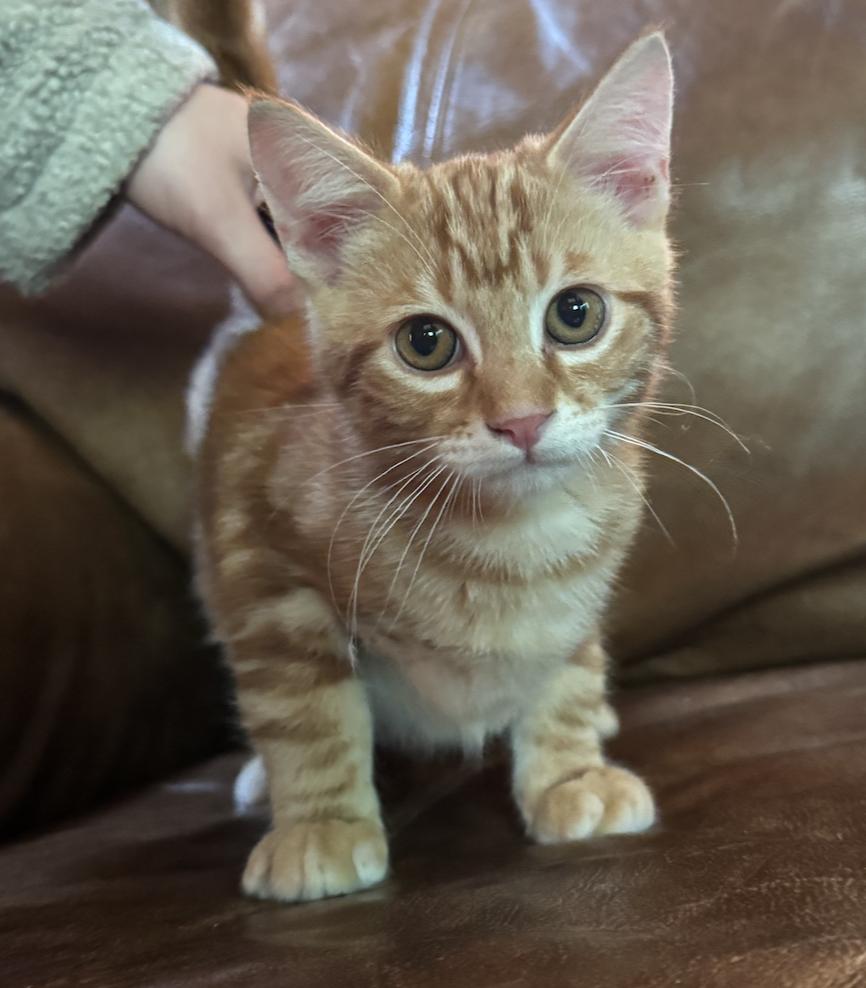 Enlarge Stamp, an adopted Domestic Medium Hair in Emeryville, CA image 1/3