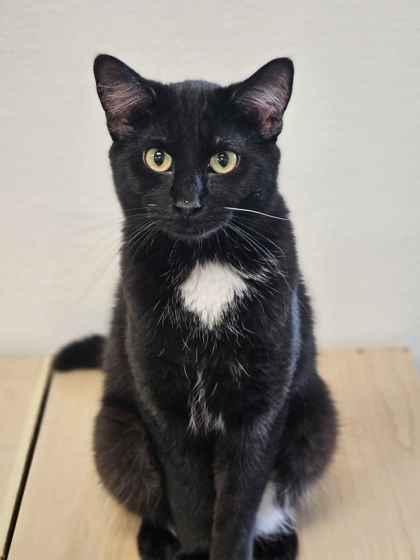 Noir, Adoptable, Kitten Female Domestic Short Hair & Domestic Short Hair.