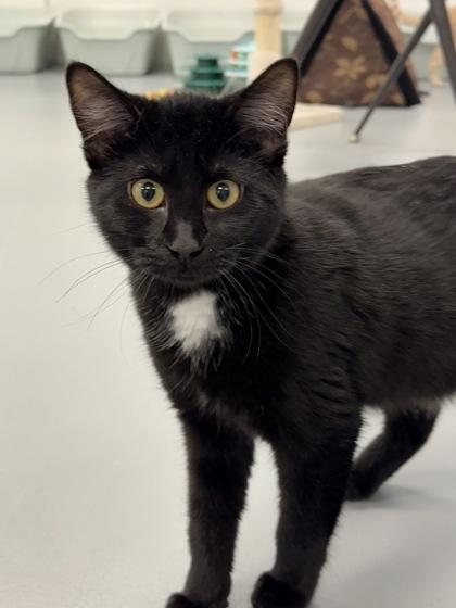 Noir, Adoptable, Kitten Female Domestic Short Hair & Domestic Short Hair.