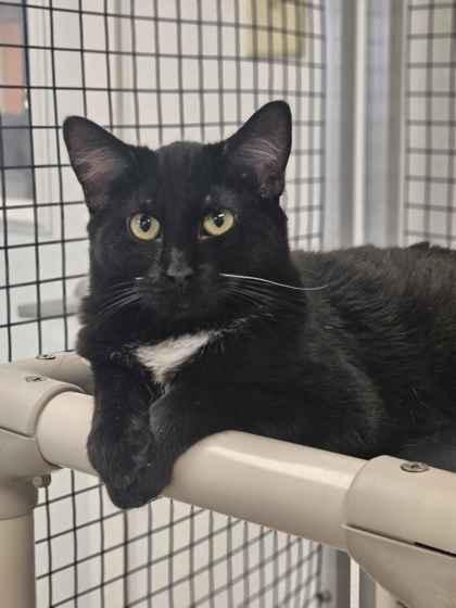 Enlarge Noir, a Adoptable mixed breed in Mount Pleasant, IA image 2/3