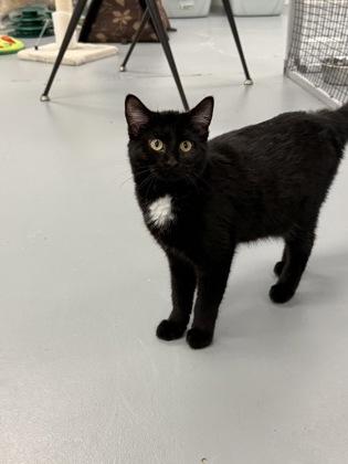 Noir, a Adoptable mixed breed in Mount Pleasant, IA image 2/3
