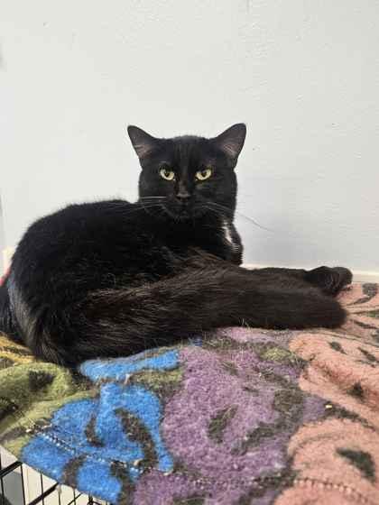 Enlarge Noir, a Adoptable mixed breed in Mount Pleasant, IA image 3/3