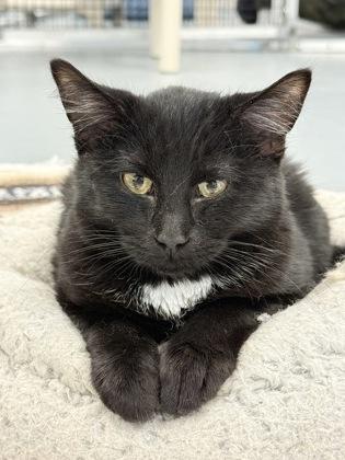 Noir, a Adoptable mixed breed in Mount Pleasant, IA image 3/3