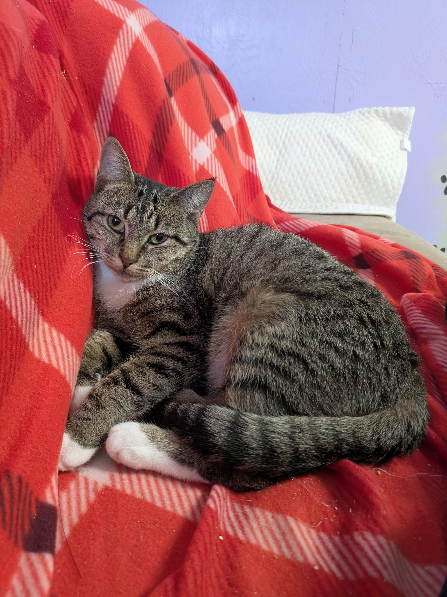 Yves, a ADOPTABLE Domestic Short Hair in Rocky Ridge, MD image 1/2