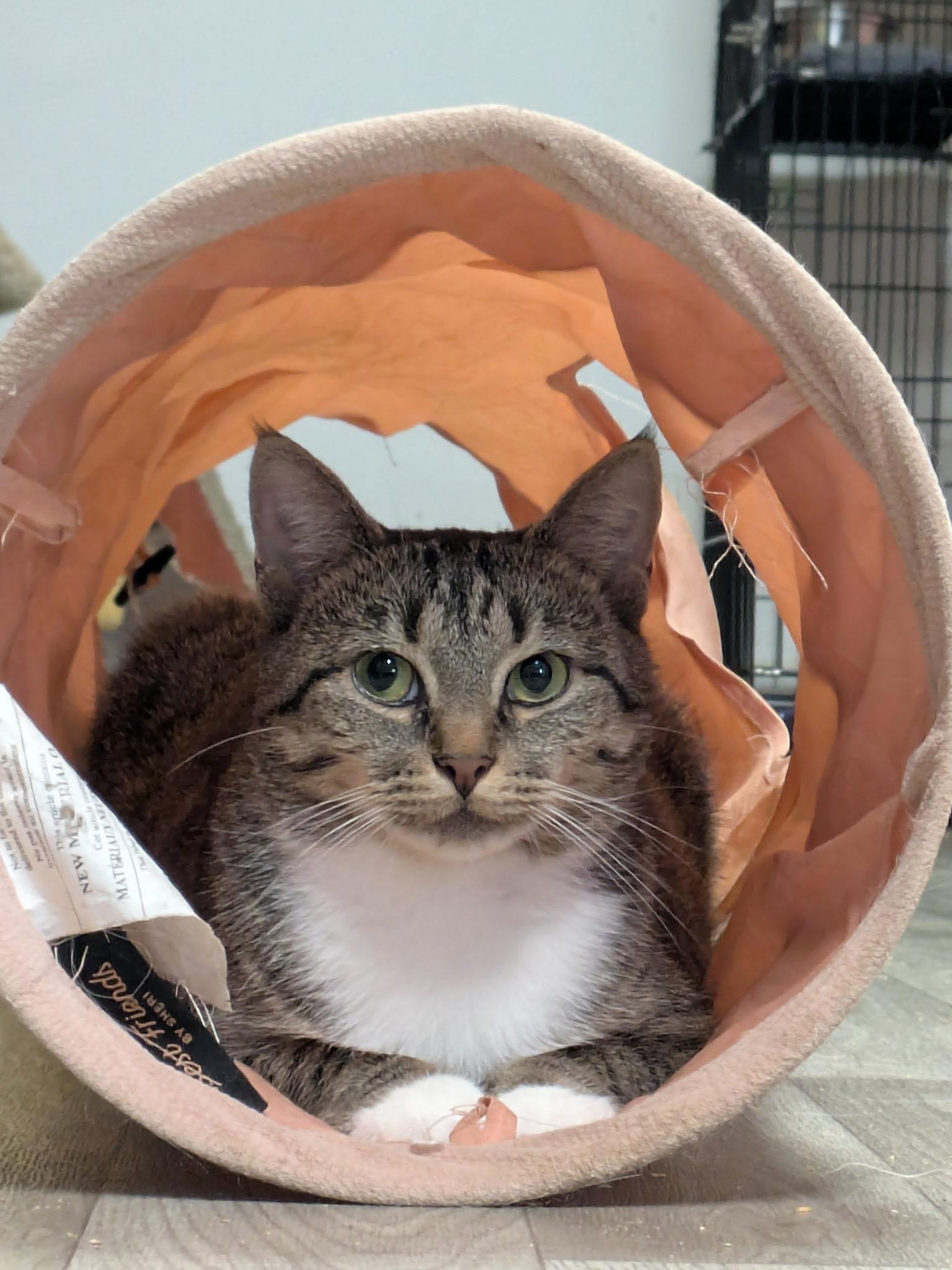 Yves, a ADOPTABLE Domestic Short Hair in Rocky Ridge, MD image 2/2