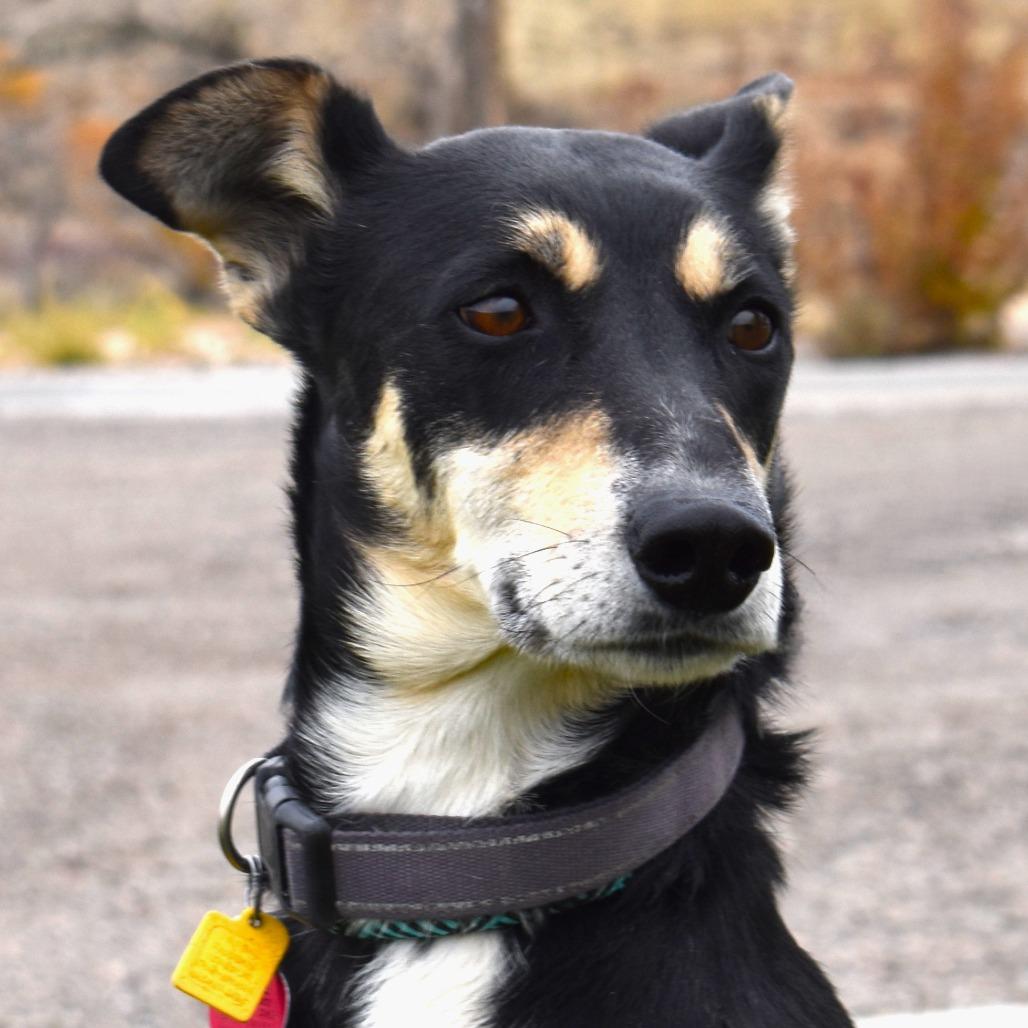 Atlas, a Adoptable mixed breed in Rifle, CO image 5/6