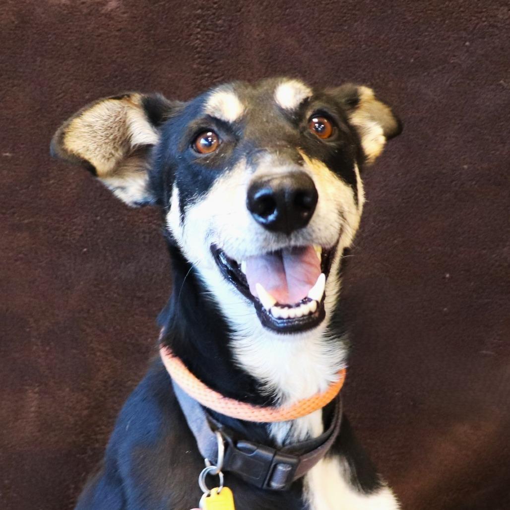 Atlas, a Adoptable mixed breed in Rifle, CO image 6/6