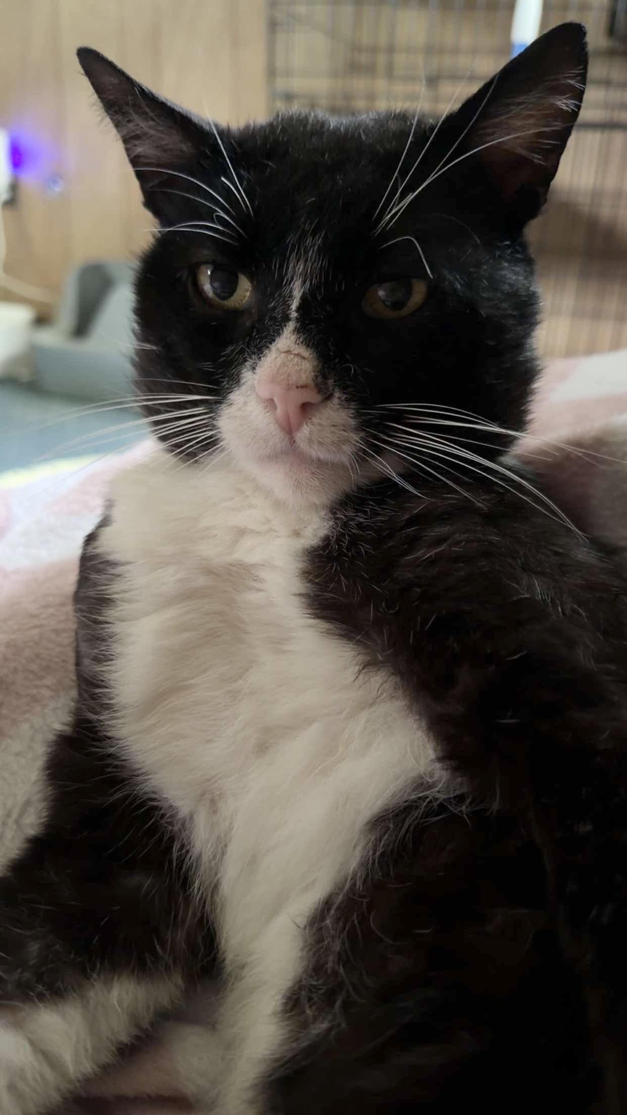 Denver Barkey, Adoptable, Adult Male Domestic Short Hair.
