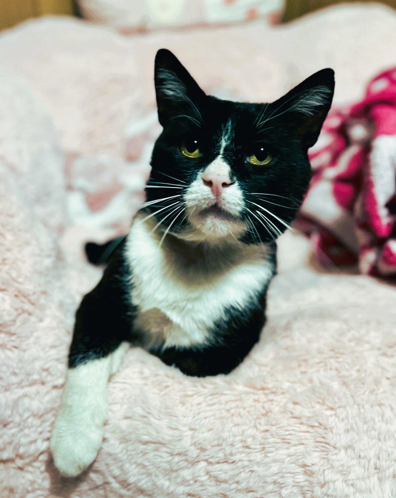 Denver Barkey, Adoptable, Adult Male Domestic Short Hair.