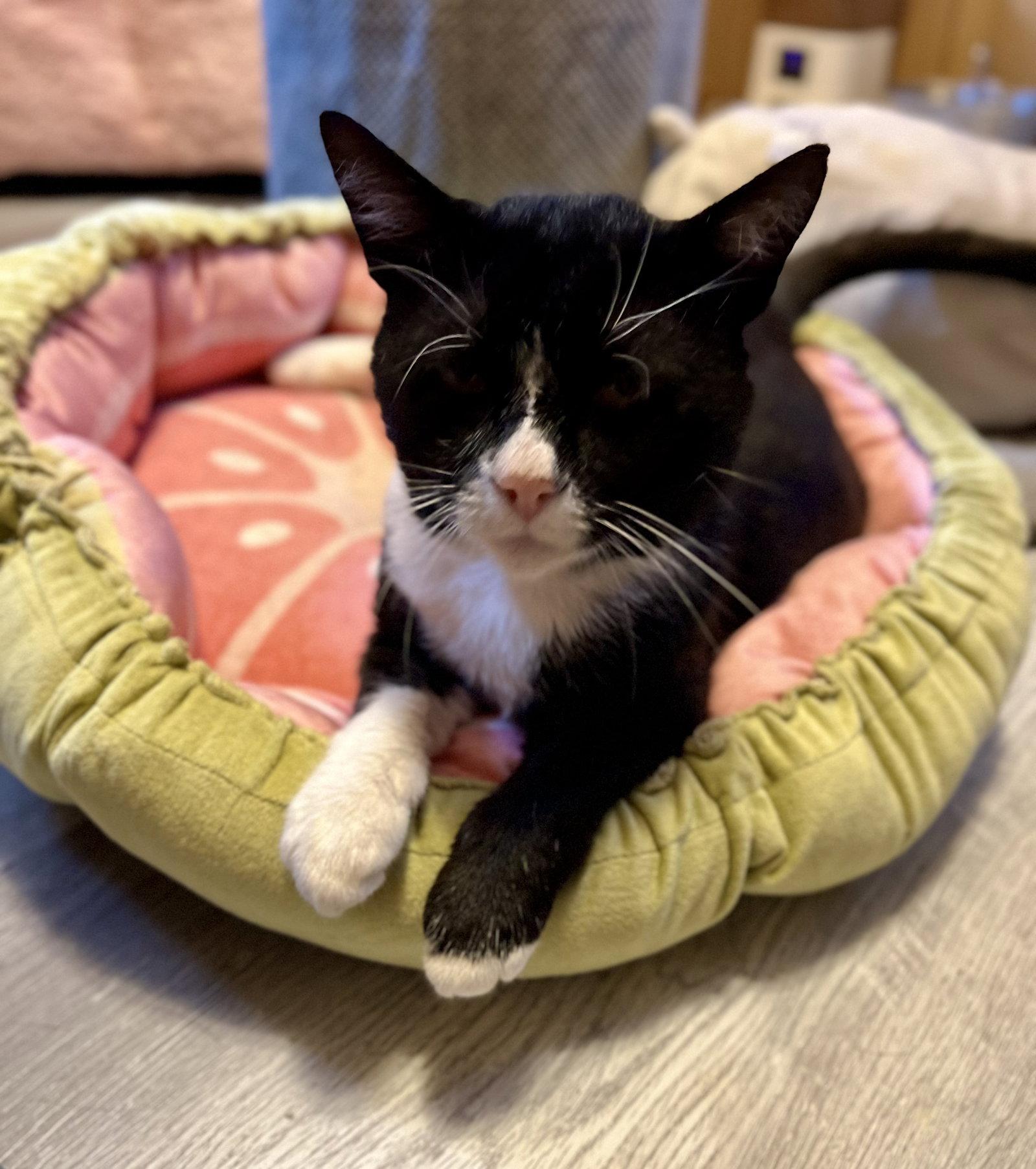 Denver Barkey, a Adoptable Domestic Short Hair in Trenton, NJ image 3/3