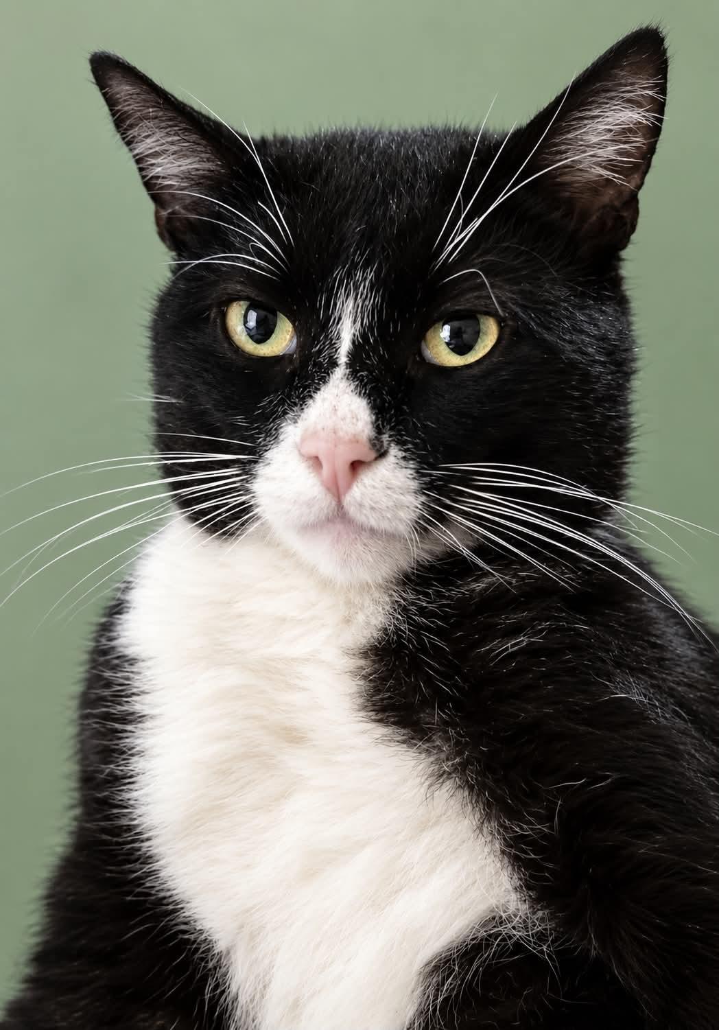 Enlarge Denver Barkey, a Adoptable Domestic Short Hair in Trenton, NJ image 3/3