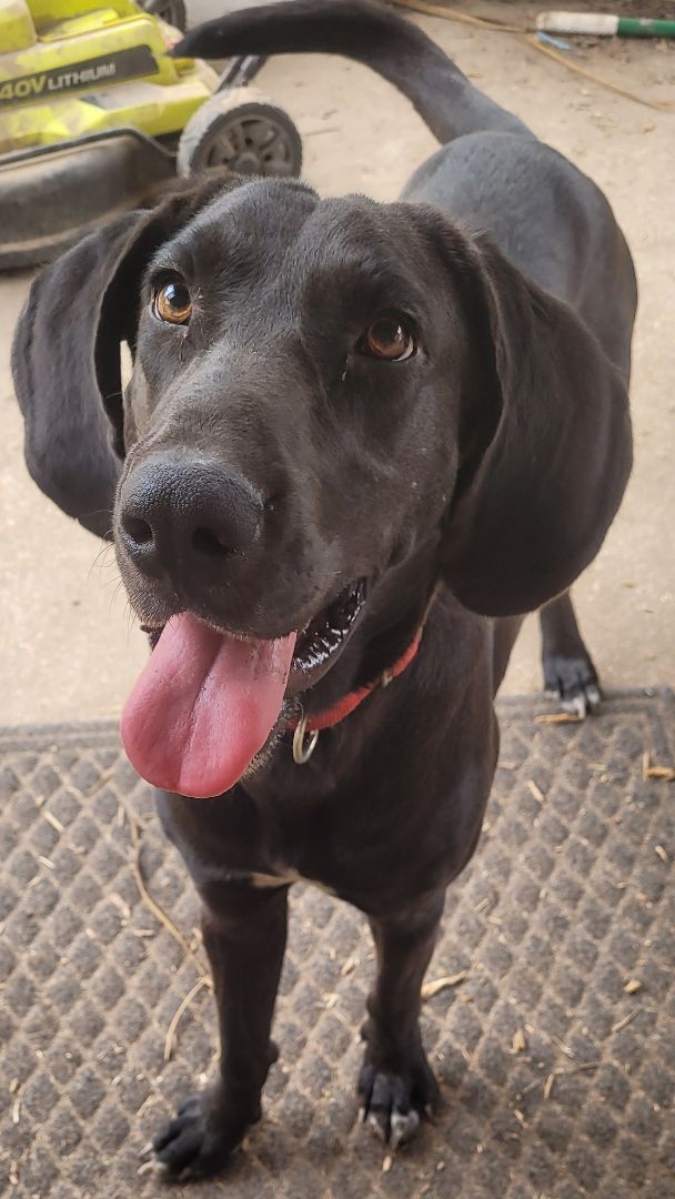 Enlarge Howie, a Adopted Coonhound in Denham Springs, LA image 2/3
