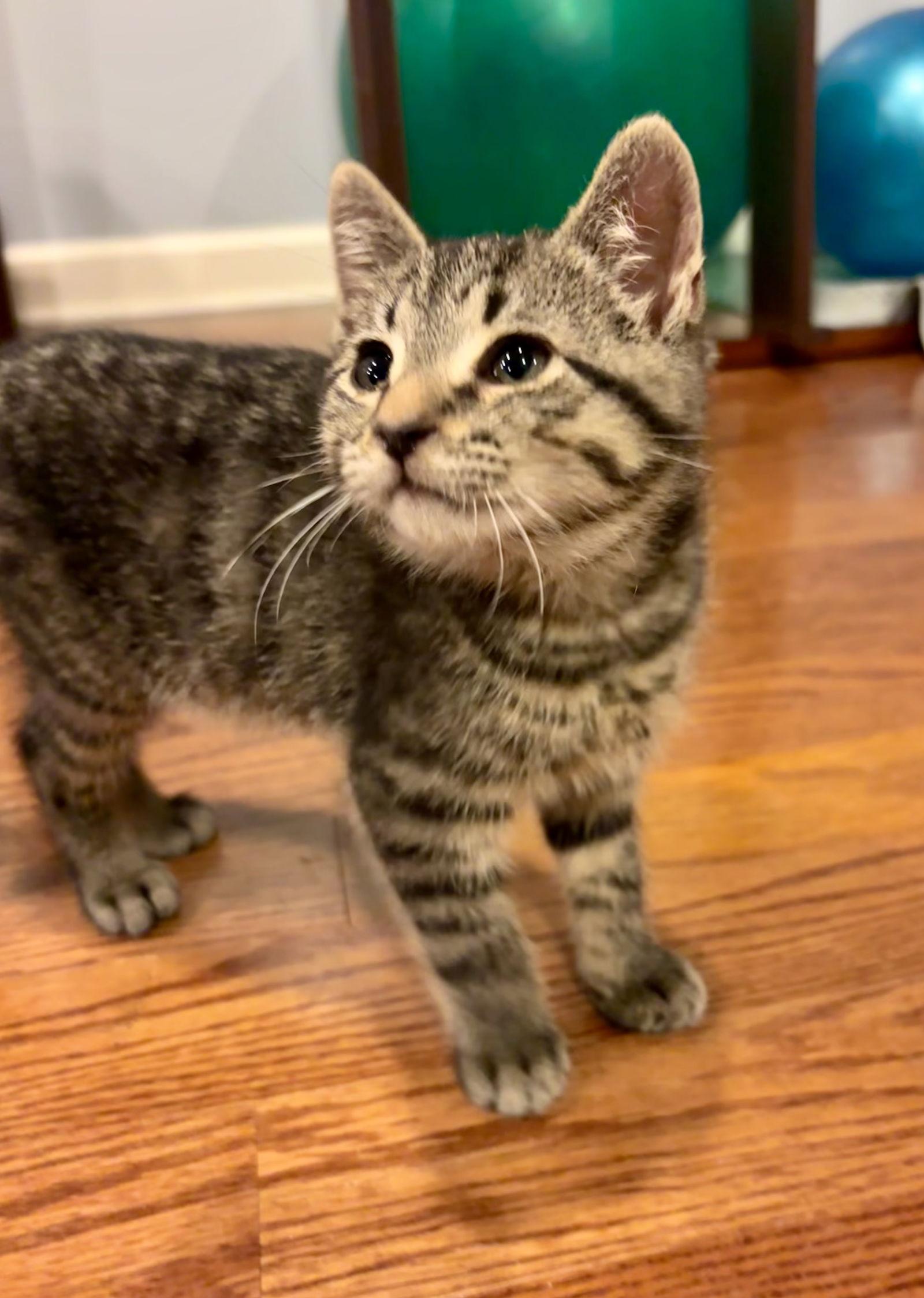 Enlarge Sammy, a Adopted Domestic Short Hair in Roxboro, NC image 1/3