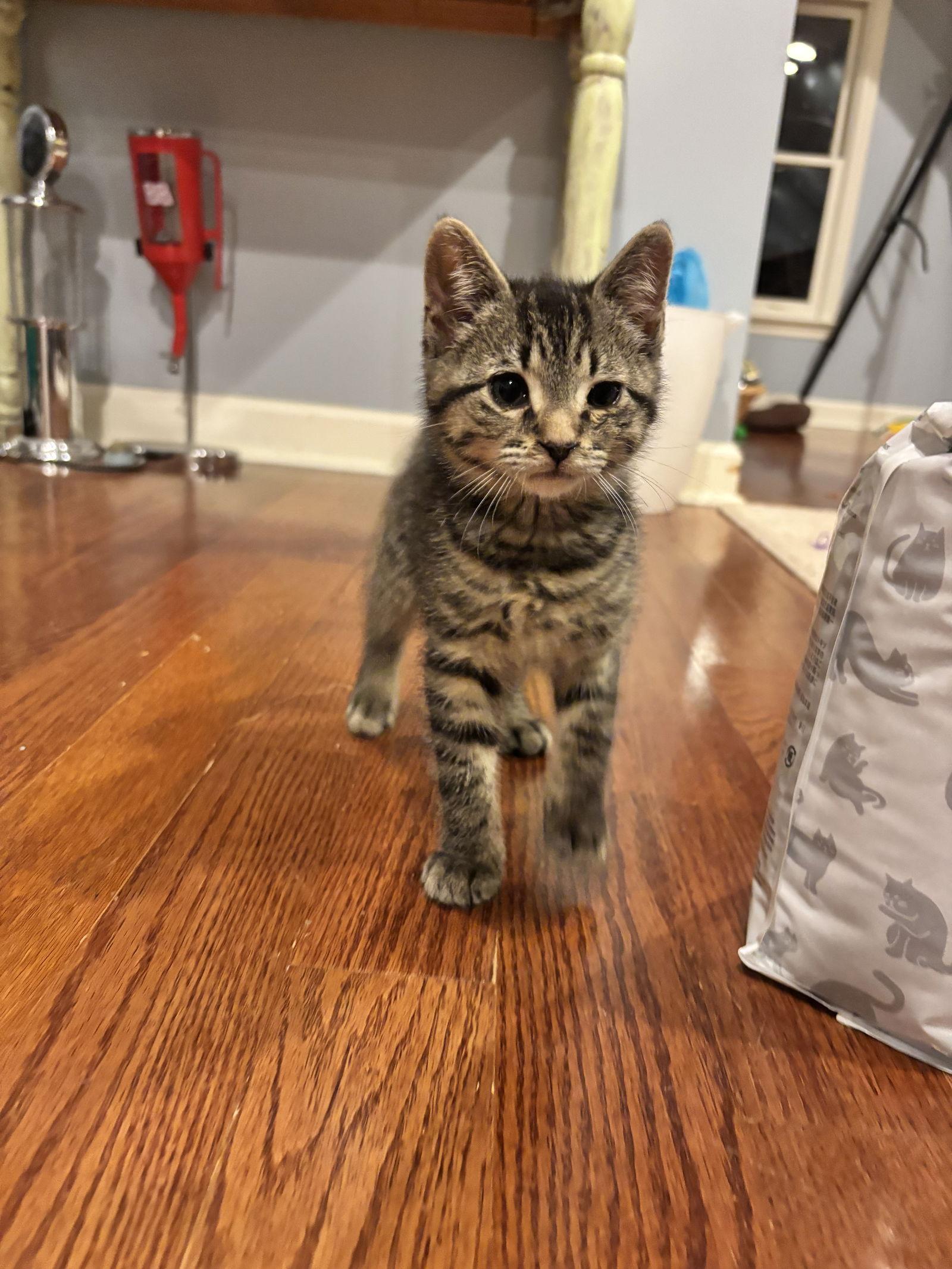 Enlarge Sammy, a Adopted Domestic Short Hair in Roxboro, NC image 2/3