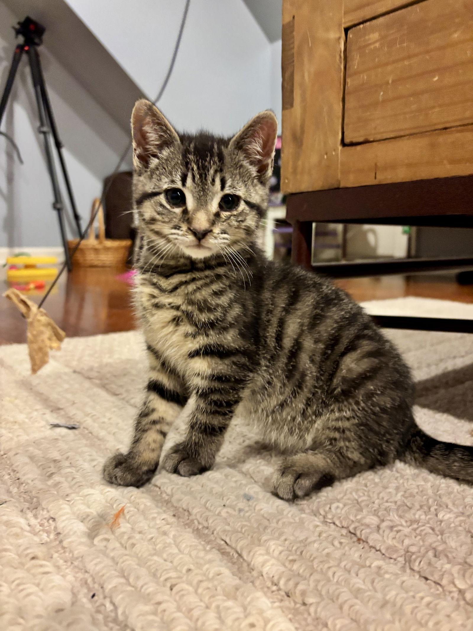 Enlarge Sammy, a Adopted Domestic Short Hair in Roxboro, NC image 3/3