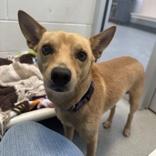 Enlarge Pyro, an adopted Chihuahua in Hilliard, OH image 1/1