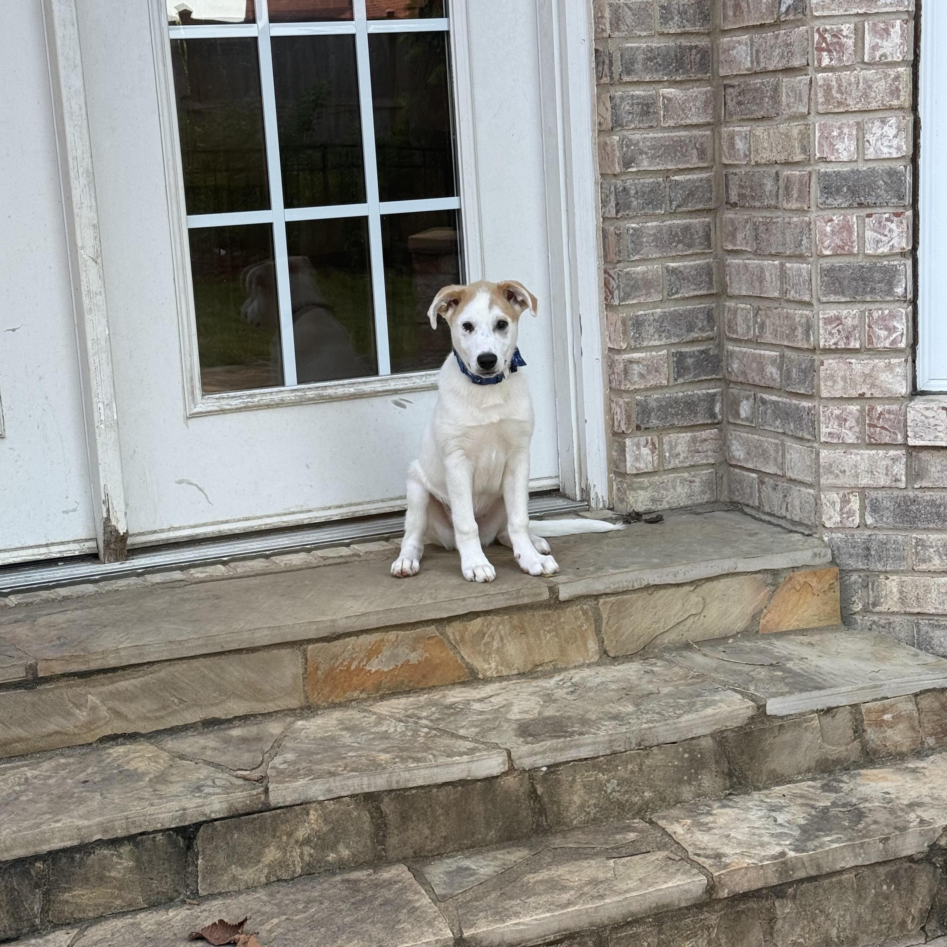 Enlarge Hader aka Tater (SNL Comedians litter), a Adoptable mixed breed in Mount Juliet, TN image 3/5