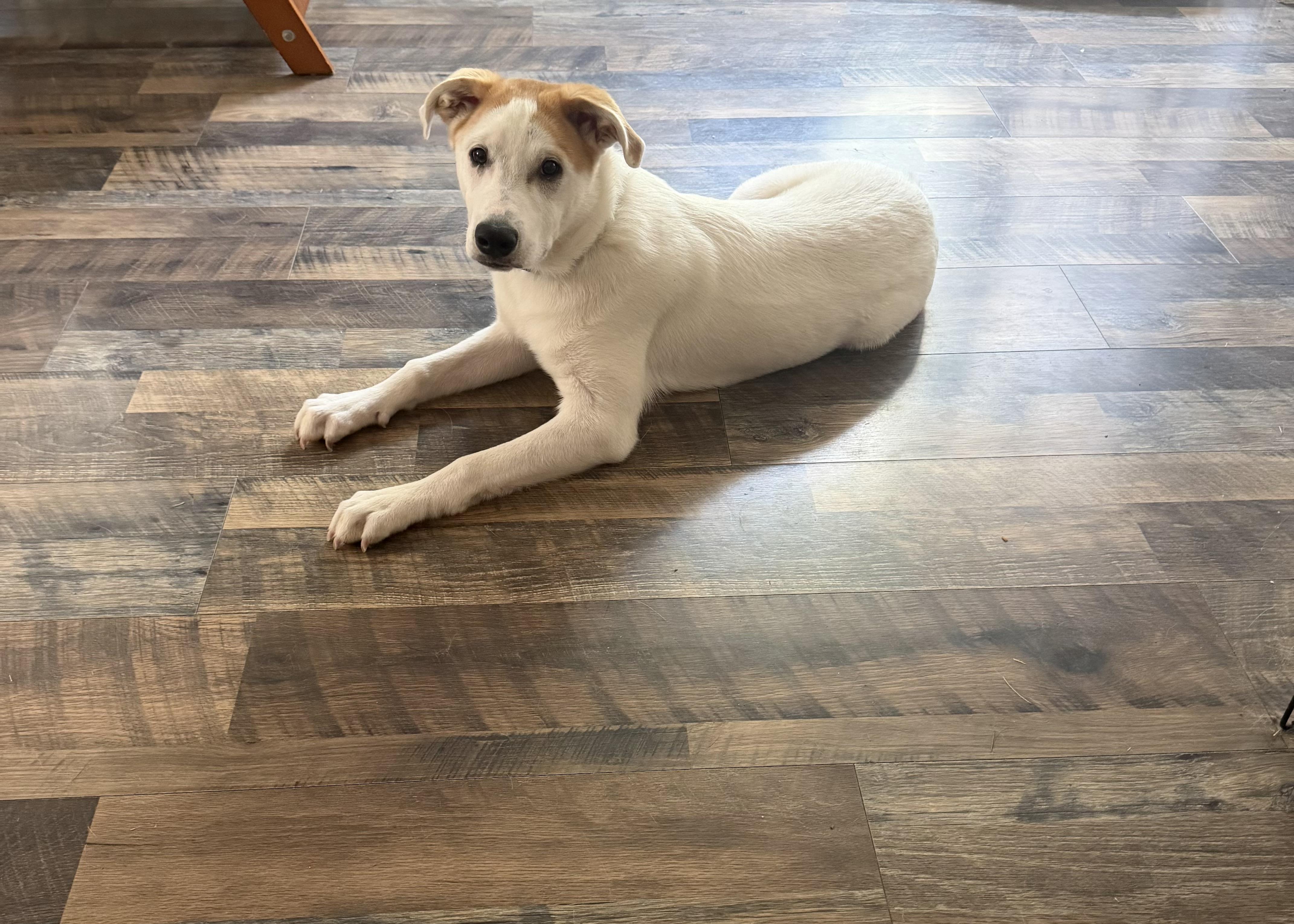 Hader aka Tater (SNL Comedians litter), Adoptable, Puppy Male Husky & Beagle.