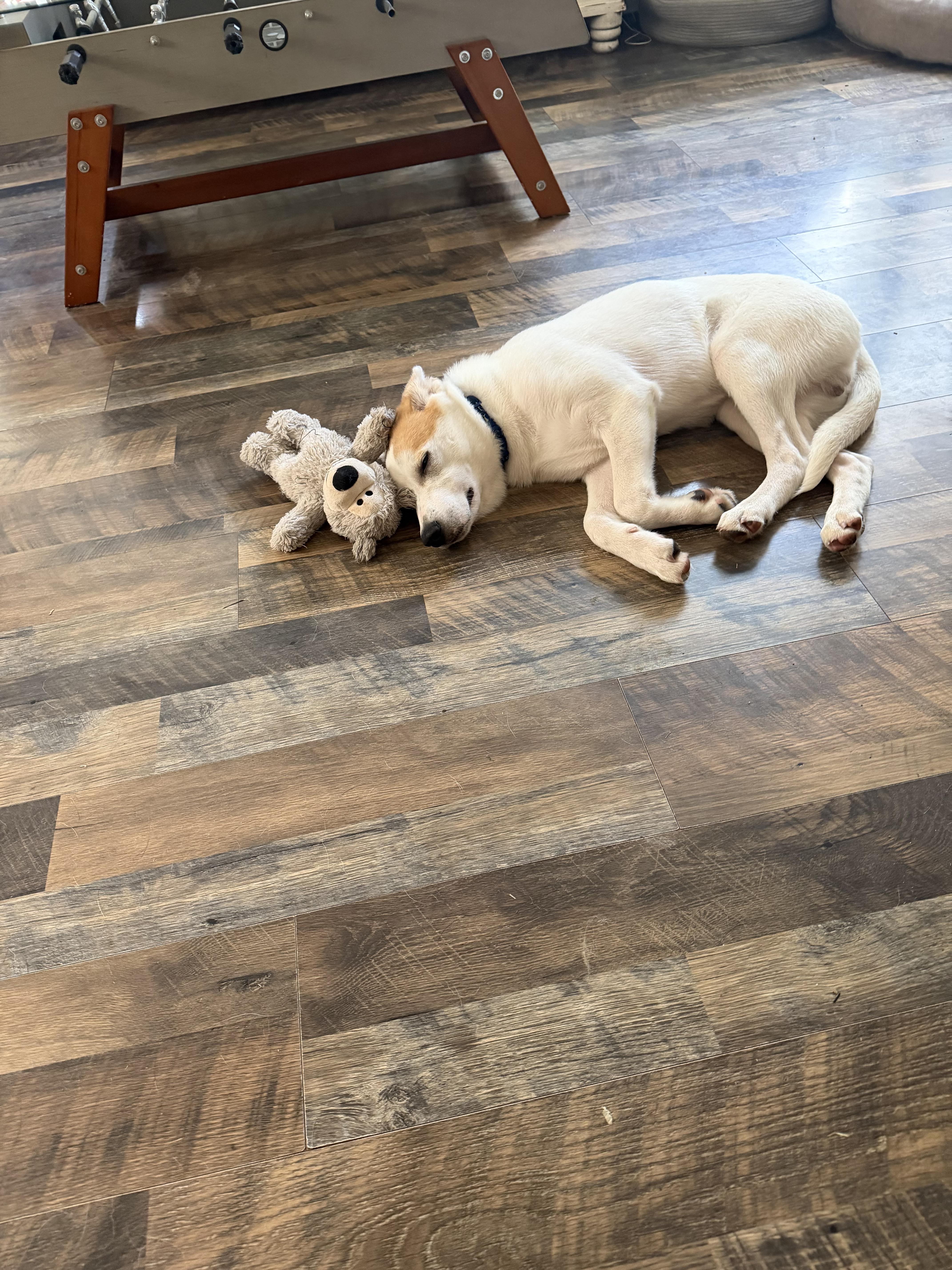 Enlarge Hader aka Tater (SNL Comedians litter), a Adoptable mixed breed in Mount Juliet, TN image 5/5