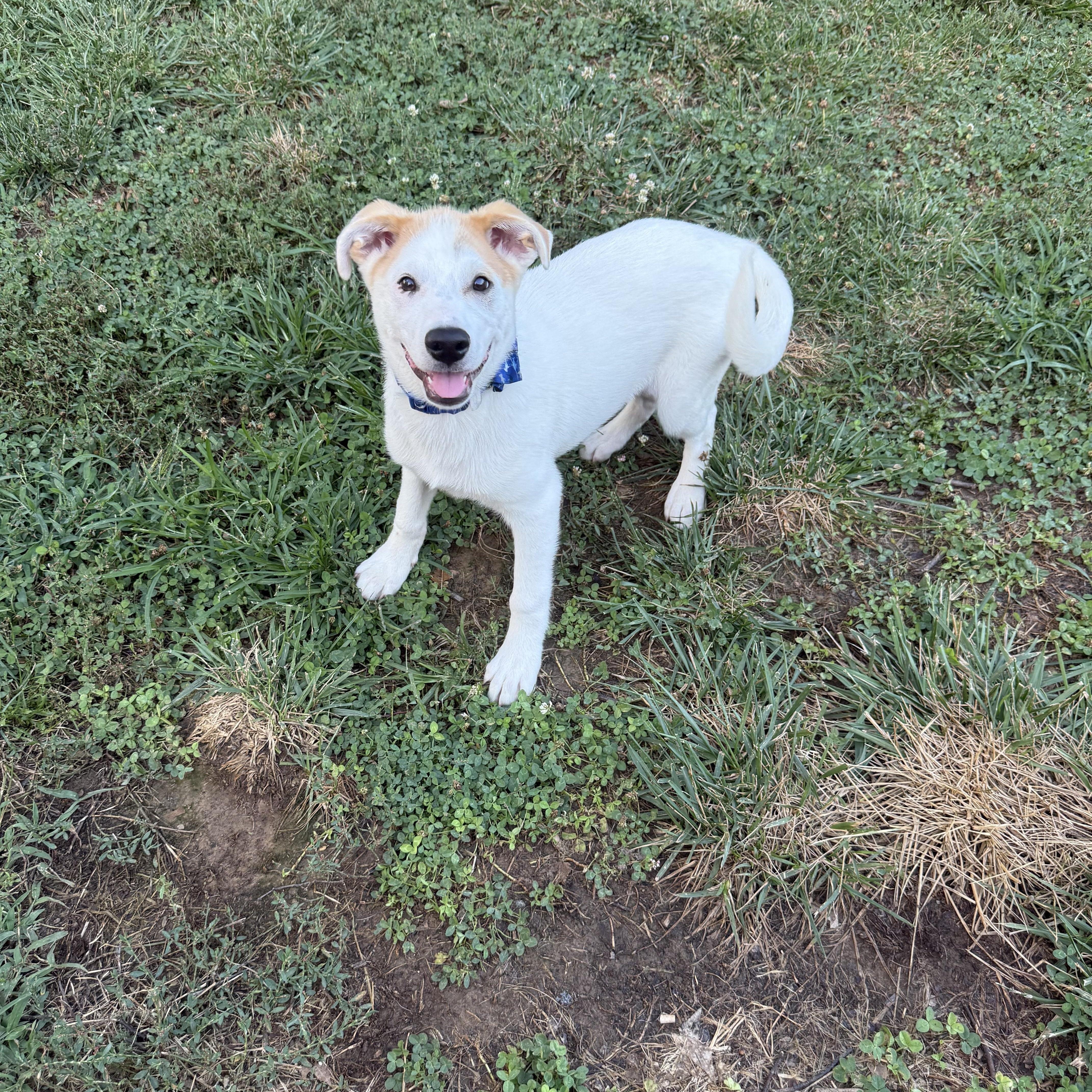 Enlarge Hader aka Tater (SNL Comedians litter), a Adoptable mixed breed in Mount Juliet, TN image 4/5