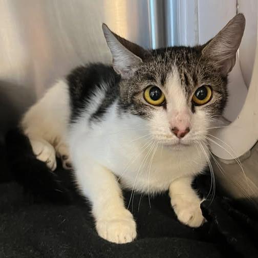 Enlarge Minun, a Adoptable Domestic Short Hair in Redwood City, CA image 1/1