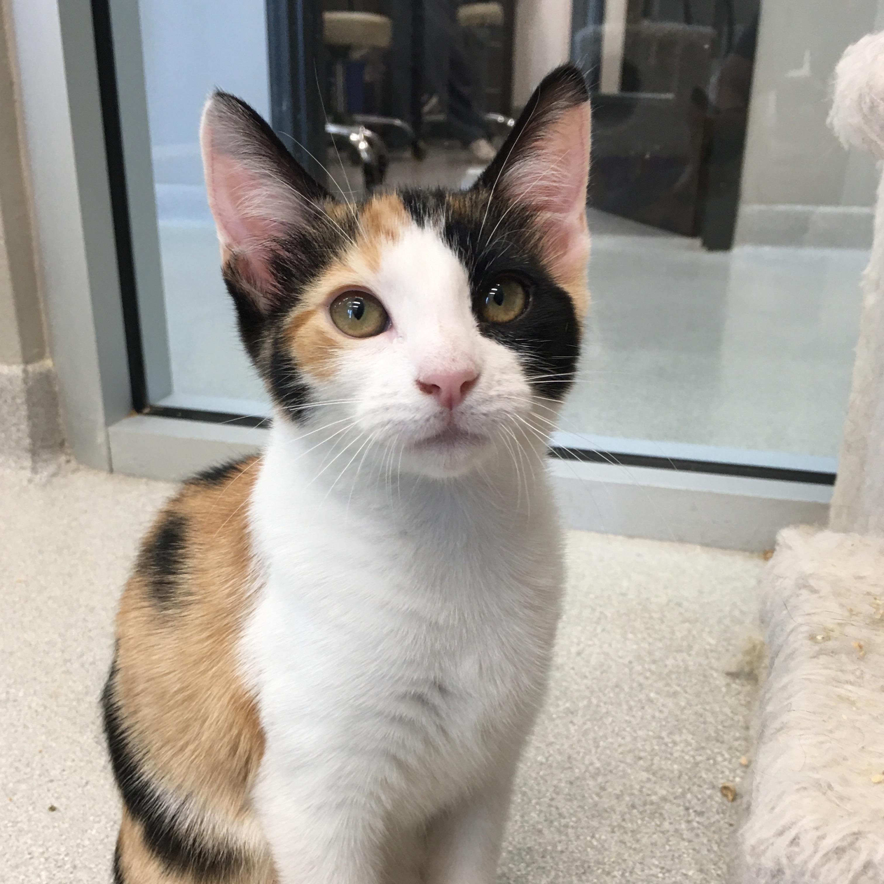 Froot Loops, adopted, Kitten Female Domestic Short Hair.