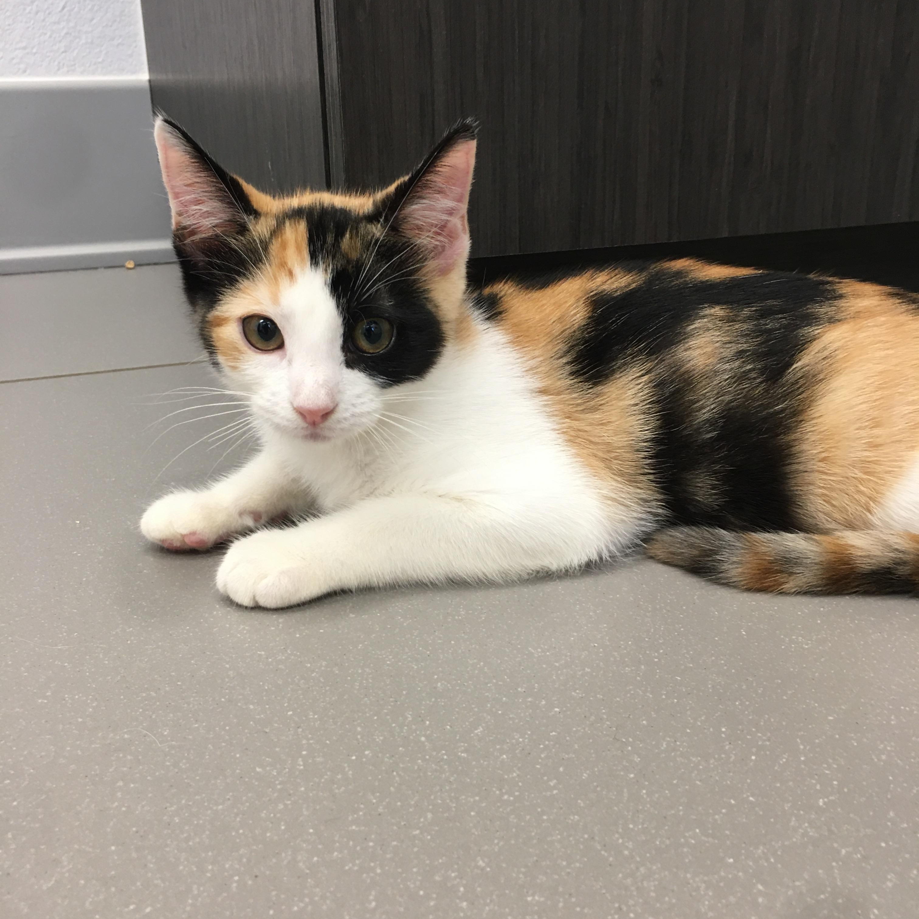 Froot Loops, an adopted Domestic Short Hair in Greenville, TX image 2/2