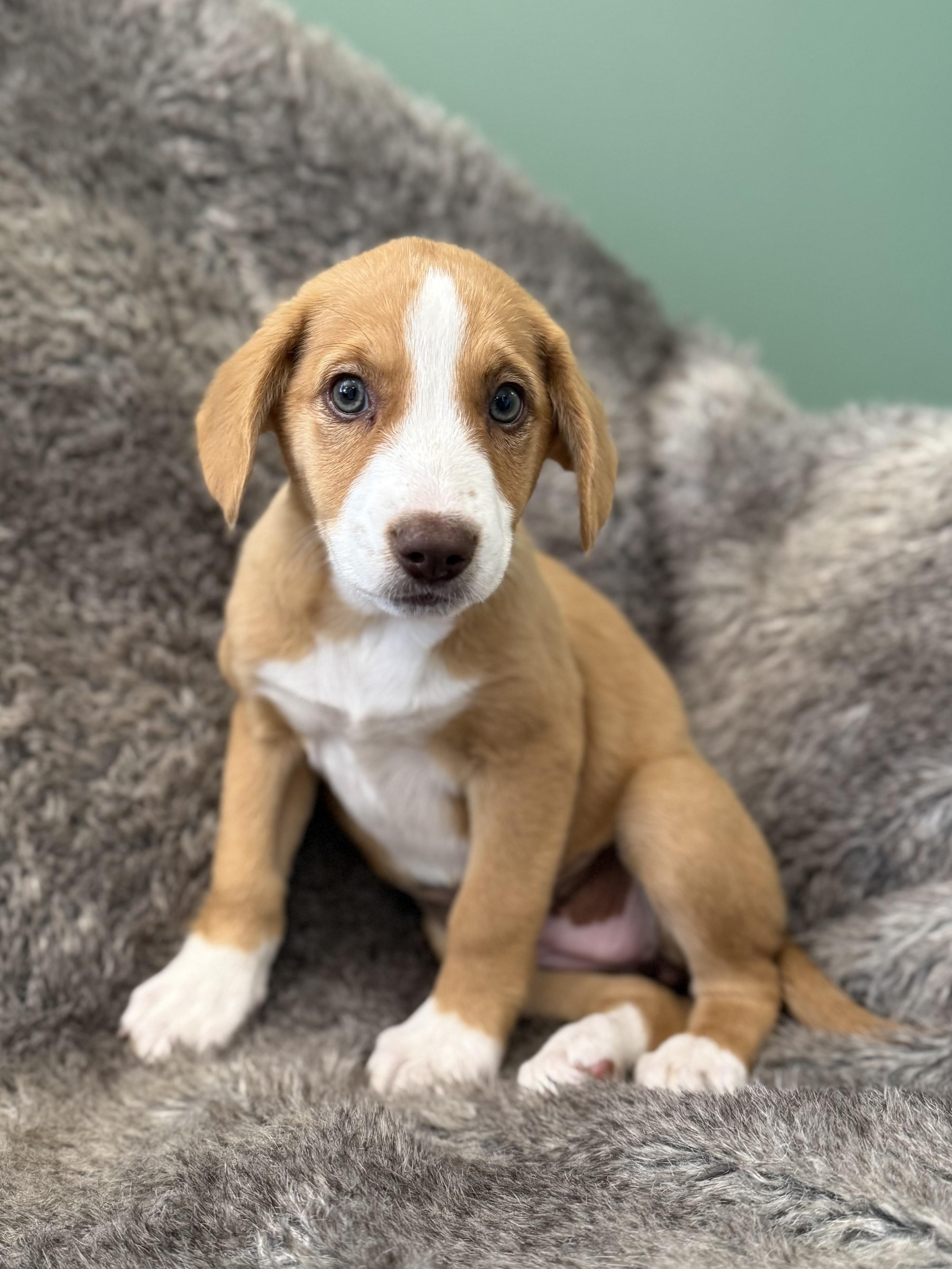 Enlarge Lennox, an adopted mixed breed in Eagle, CO image 4/6