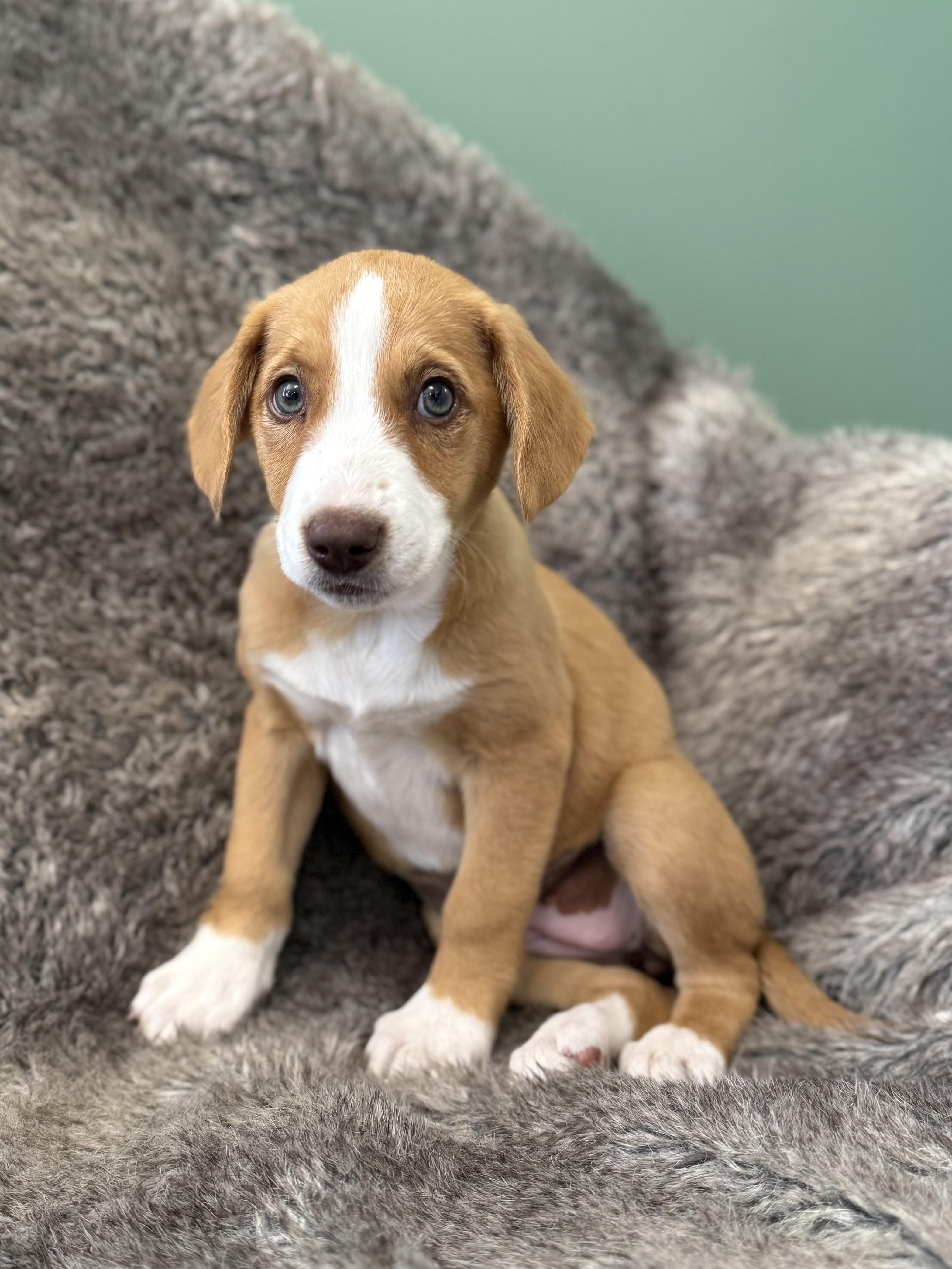 Enlarge Lennox, an adopted mixed breed in Eagle, CO image 2/6