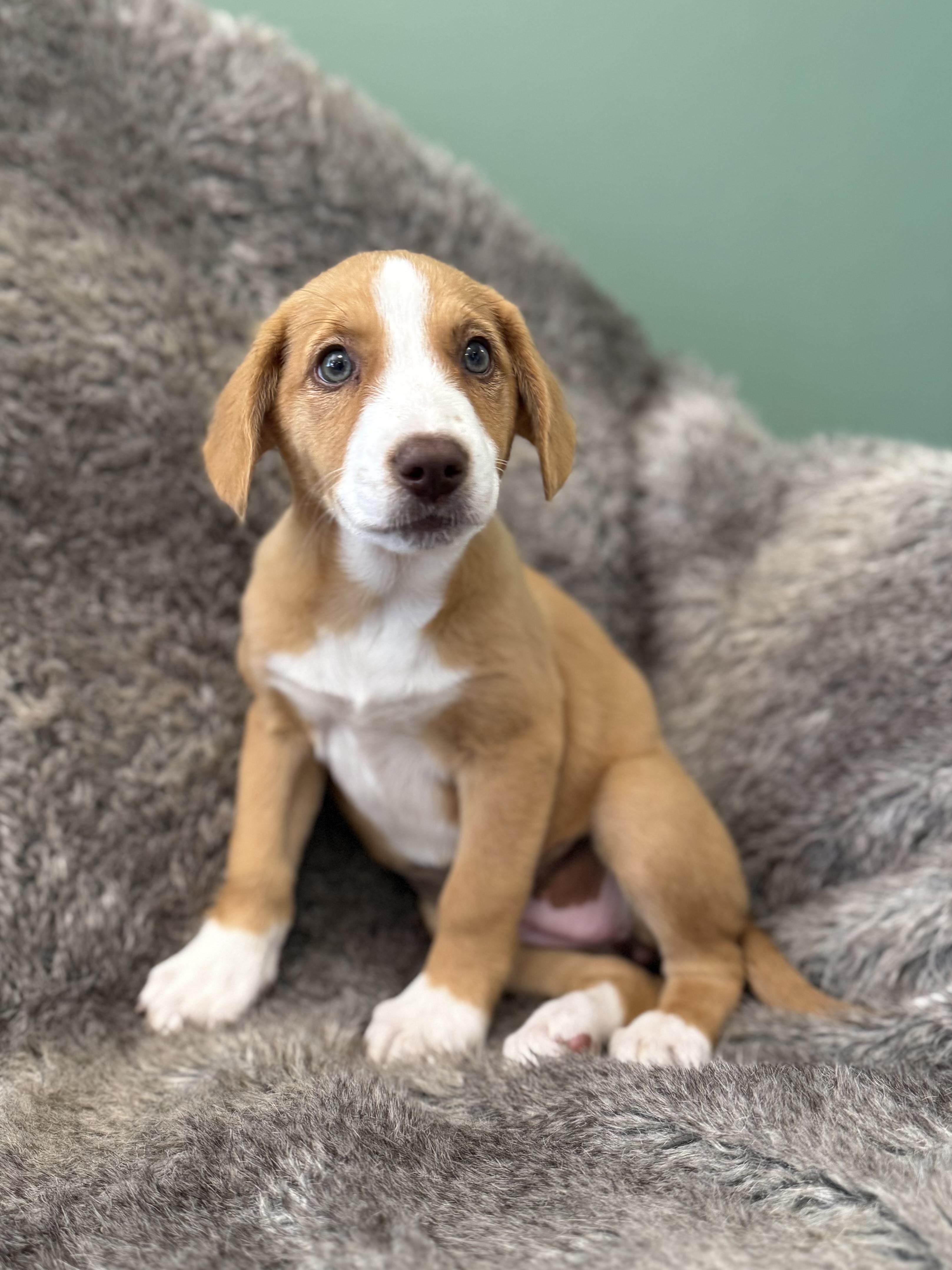 Lennox, adopted, Puppy Female Mixed Breed.